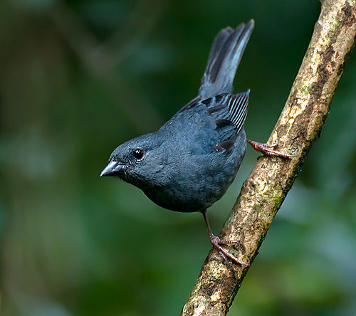 Uniform finch